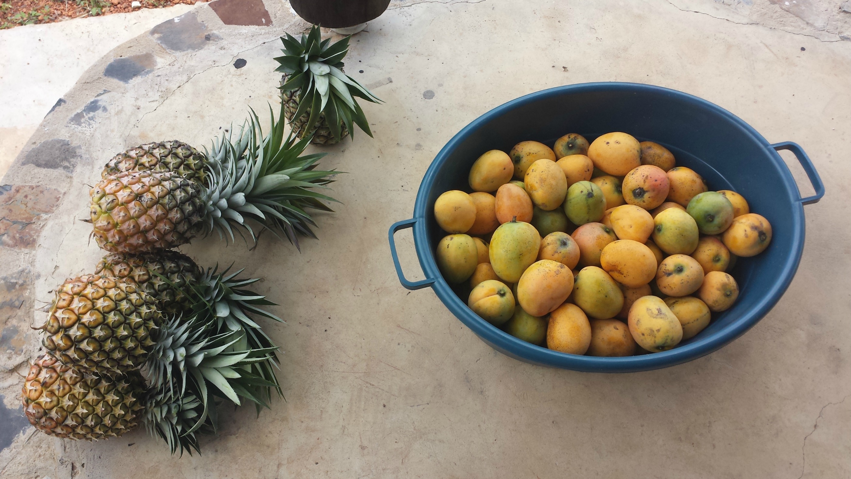 Fresh pineapple and mangoes C.D. Gill